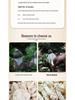 Guizhou Red-Cap Bamboo Fungus Gift Box: New Season Zhijin Bamboo Fungus Soup Ingredient