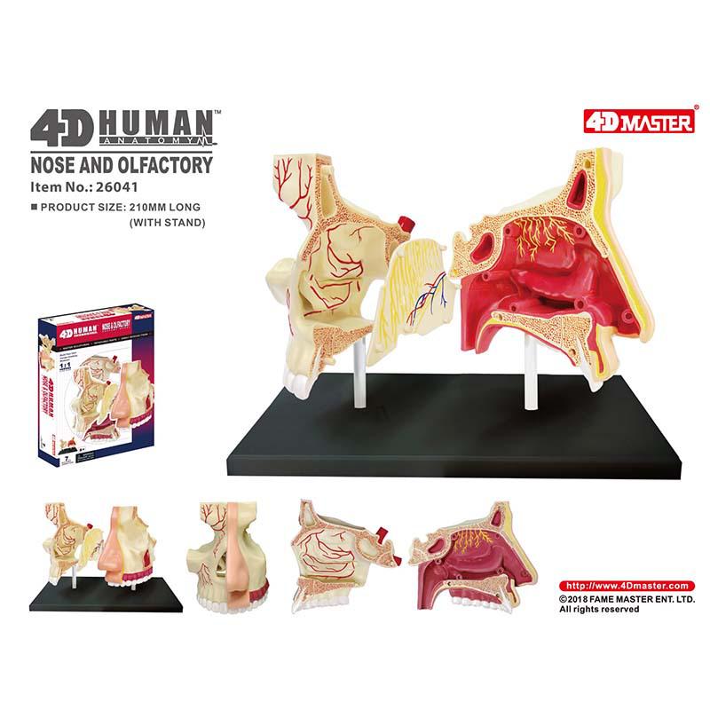 4D Nasal Cavity Anatomy Model DIY Kit: Educational Human Organ Teaching Aid 26041