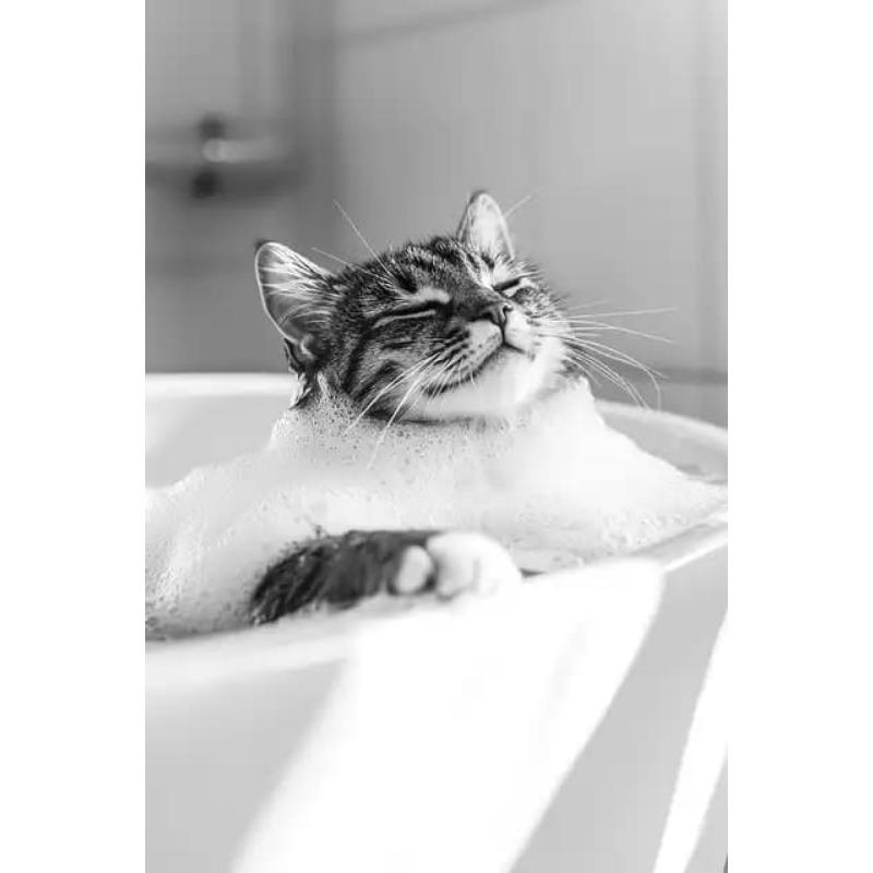 Black and White Cute Animal and Toilet Paper Poster Cat Hedgehog Sloth Canvas Painting Wall Art Bathroom Living Room Home Decor