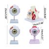 Menschliches Auge Anatomie Lehrmittel Menschliche Organe Modell Augapfel Anatomie Modell