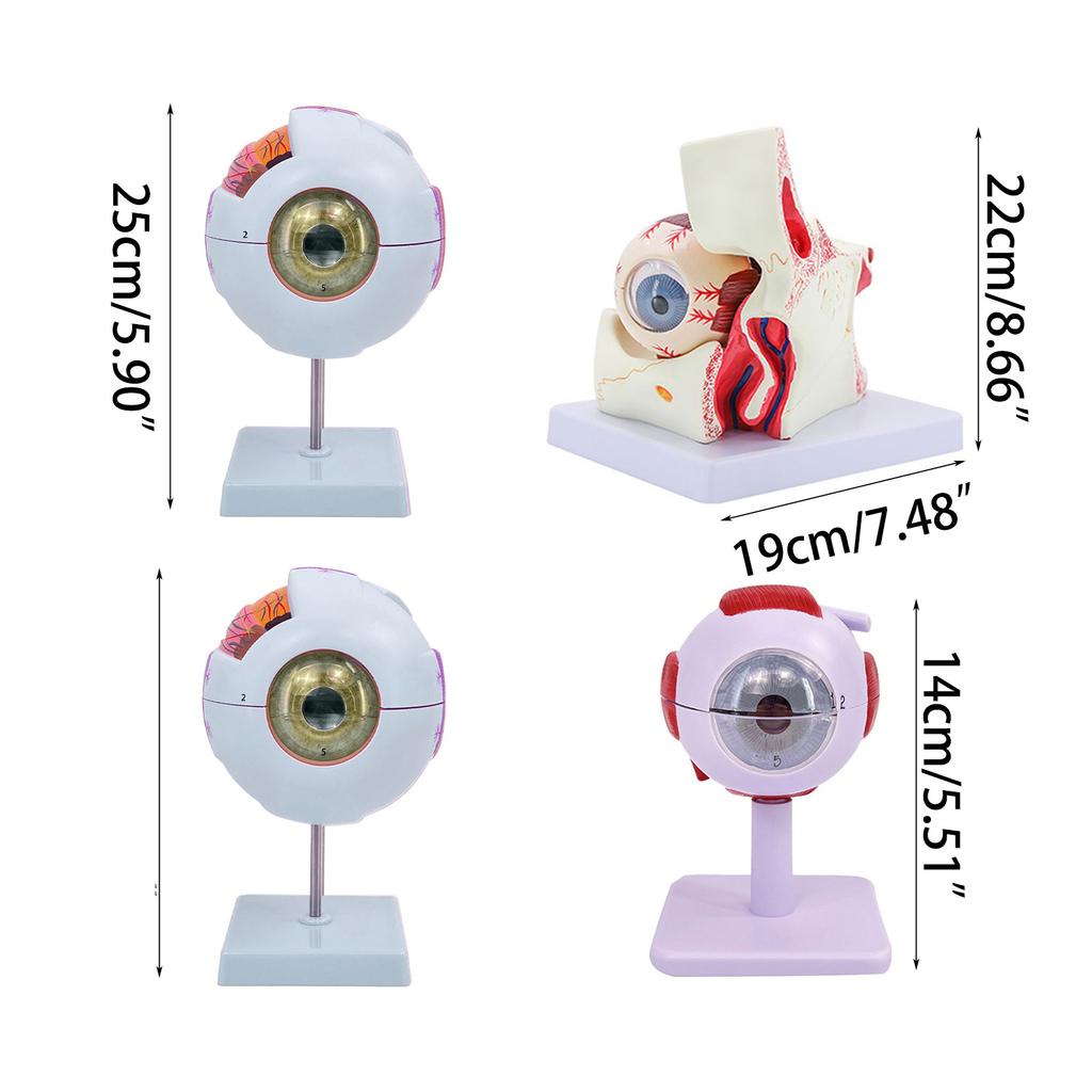 Menschliches Auge Anatomie Lehrmittel Menschliche Organe Modell Augapfel Anatomie Modell