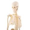 1pc Human Skeleton Anatomical Model Medical Anatomical Teaching Tool With Base