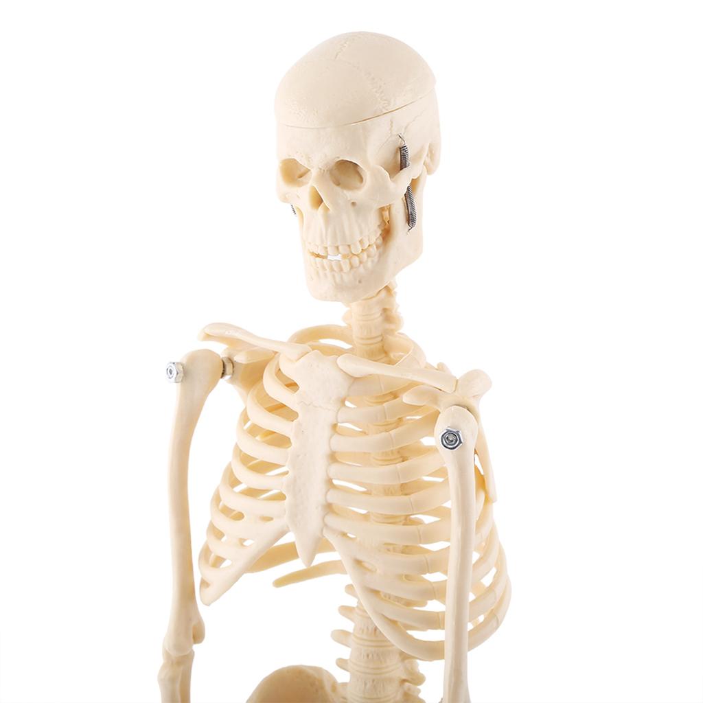 1pc Human Skeleton Anatomical Model Medical Anatomical Teaching Tool With Base