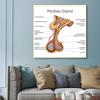 Human Organs Brain Liver Heart Anatomy Poster Print Canvas Painting Human Body Map Medical Classroom Office Room Home Decoration
