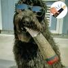Jouet pour chien réaliste en forme de cigare vert Fabriqué en peluche de qualité supérieure Pour des animaux heureux
