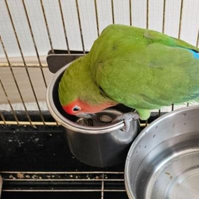 Hanging Stainless Steel Parrot Feeder Small