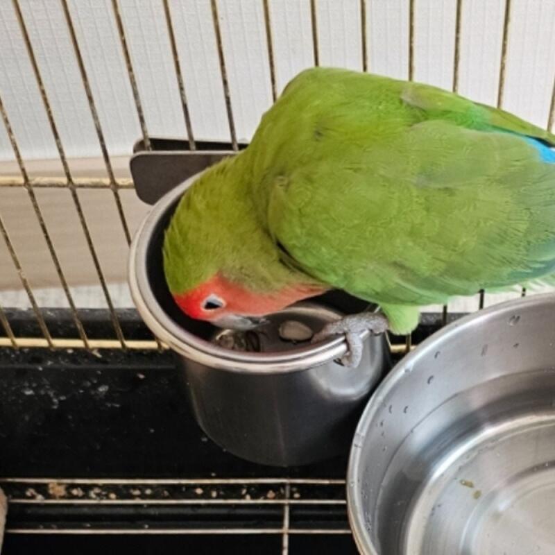 

Hanging Stainless Steel Parrot Feeder Small