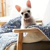 Pet Mat Dog Bed Cat Bed Thicken Sleeping Mat Dog Blanket Mat For Puppy Kitten Pet Dog Bed for Small Large Dogs Pet Rug