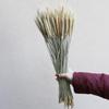 High-End Wabi-Sabi Dried Flower Decor: Natural Reeds & Wheat for Living Room or Homestay.