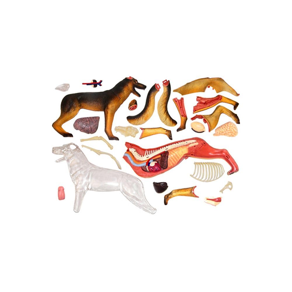 Tedco 4D Vision Dog Anatomy Science Educational 3D Free Study School Entrance Gift Model, Toy, Toy, Puzzle, Kit,