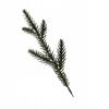 Pe Natural Spruce Branch Pe