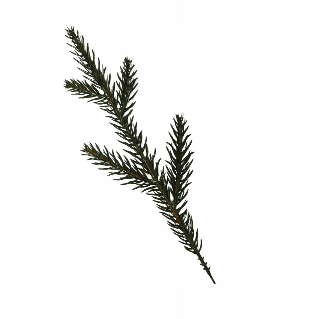 Pe Natural Spruce Branch Pe