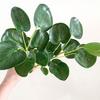 Artificial Green Leaves Stem Fake Greenery Leaves Branch Faux Plants Spray for DIY Wedding Bouquet Table Centerpieces Vase Filler Home Indoor Decor