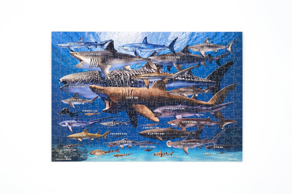 Beverly 300-Piece Jigsaw Puzzle: Sharks of the World Size Comparison (26 X 38 Cm) - Made In Japan
