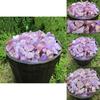 Natural Rough 100g Amethyst Gravel Stone Quartz Crystal Gemstone Decor Home
