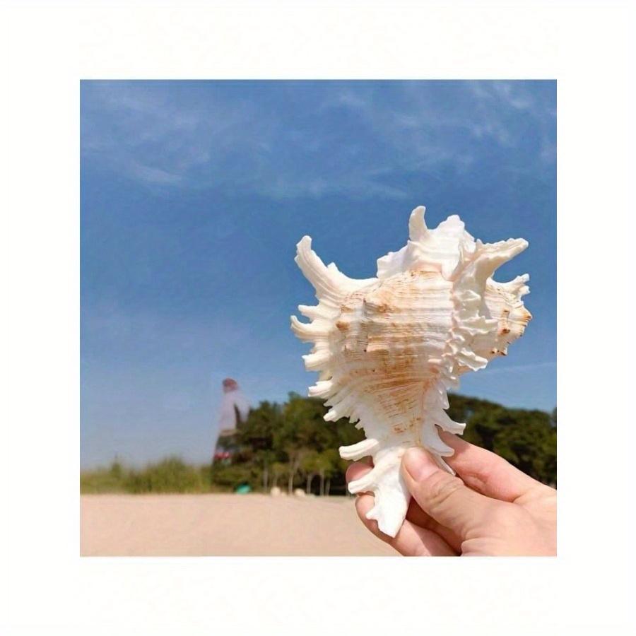 

Тысячерукая улитка, Хризантемовая улитка, Натуральная морская раковина, Декор для аквариума, Ландшафтный дизайн аквариума, Средиземноморский стиль, Мини-украшение белый