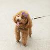 Shape Dot Pattern for Small Dogs Puppy Grooming Accessories Pet Hairpin Dog Supplies Dog Hair Clip