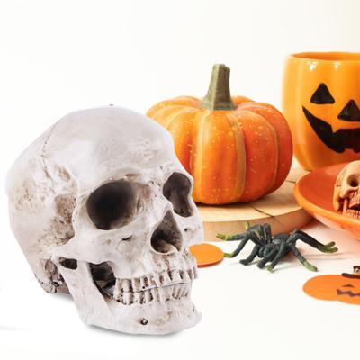 Skull Model Realistic Removable Jawbone Educational Human Skull Model Study Halloween Props