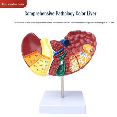 Modell der menschlichen Leberanatomie: Medizinische Simulation von Hilus, Gallenblase und Gallengang für den Bildungsgebrauch