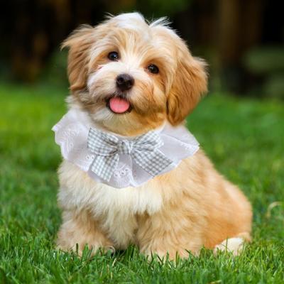 Colletto Bavaglino in Pizzo per Animali Domestici Bandana Regolabile con Fiocco Sciarpa Dolce in Pizzo Fatta a Mano per Accessori per Travestimenti di Compleanno di Animali Domestici
