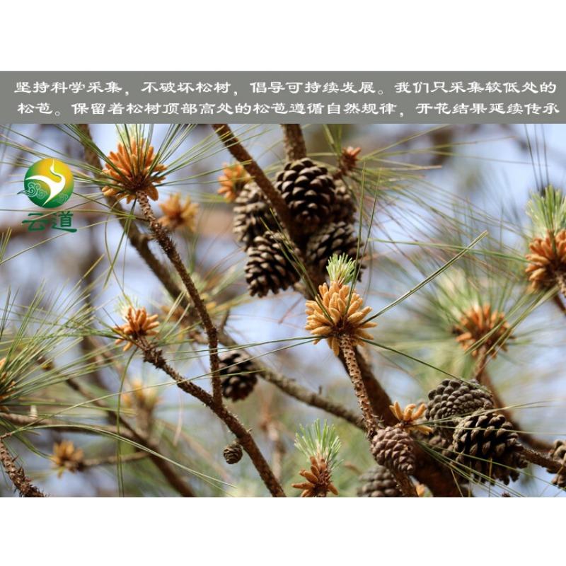Yunnan Organic Pine Pollen Powder 99% Broken Cracked Cell Wall (wild Harvested)