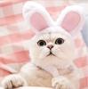 Plush Sweet Cartoon Animal Print Eco-Friendly Durable Cotton Polyester Hair Accessories Pet Hats for Small Dogs-Personalized