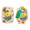 Interactive Biology Teaching Aid 3D Plant Animal Cell Model Craft Set User Friendly Wood Texture Suitable for Project