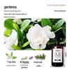Ally Gardenia Scented Diffuser Refill