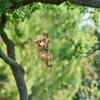 Monkey Figurine Hanging Ornament, Resin Climbing Animal Statue, Weatherproof Decor for Garden, Patio, Balcony, Indoor Plants