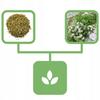Anise Seeds 500 G Natural Shop