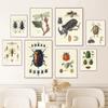 Vintage Käfer Insekt Probe Illustration Nordic Wand Kunst Leinwand Malerei Poster Und Drucke Bilder Für Wohnzimmer Dekor
