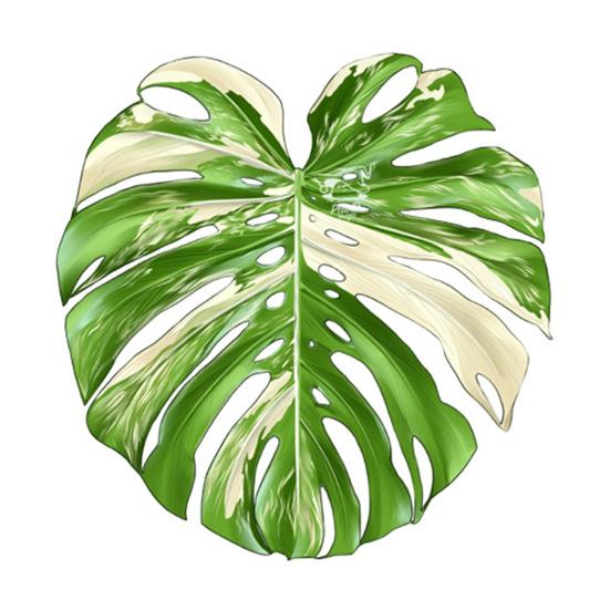 Acrylic Tropical Plant Coasters, Heat Resistant Non-Slip Drink Coasters, Easy Clean Leaf Shaped Pads for Coffee Table Desk Decor, Home Gift