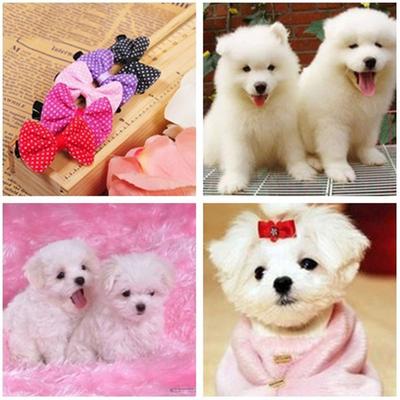 Small Pet Dog Hair Clip Bows Puppy Accessory Bowknot Hairpin Lot