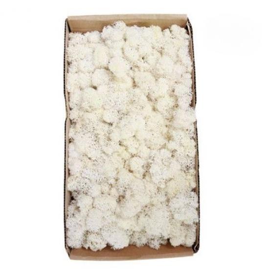 

Вечный мох, искусственный мох, растение, настенный пейзаж, домашний декоративный мох, разноцветный материал ручной работы, сушеный цветок 20g чистый белый