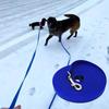 Reflective PVC Dog Leash 3/5/10/15m Pet Training Leash Sturdy Long Dog Leash  Hiking