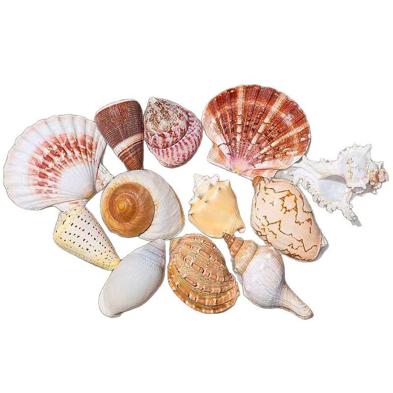 Handmade Seashell & Starfish DIY Photo Frame and Fish Tank Decoration