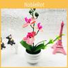 Phalaenopsis Potted Decorative Plant For Living Room Decor And Gift Display