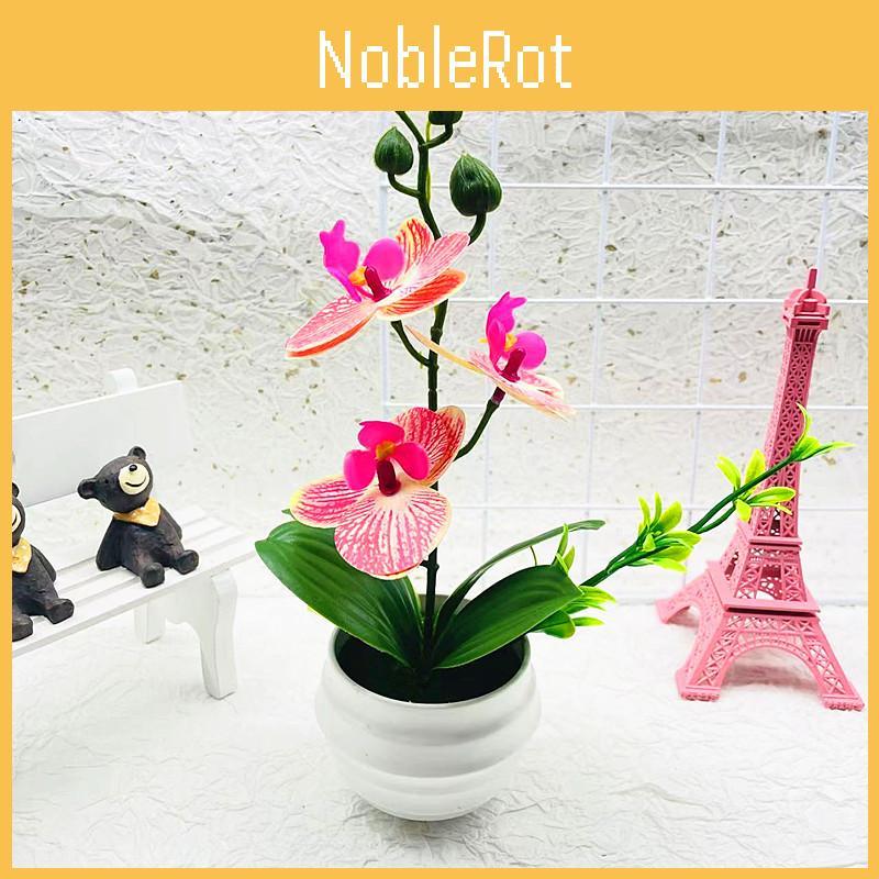 Phalaenopsis Potted Decorative Plant For Living Room Decor And Gift Display