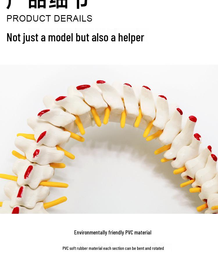 Adult 1:1 Human Spine Model for Chiropractic Practice - Cervical, Lumbar, and Skeleton Display
