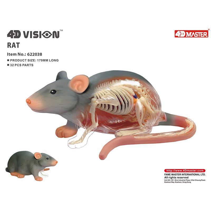 Gray Mouse 4D Anatomy Model: Complete Skeleton & Internal Organs (26004) 26004