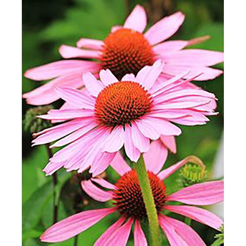 5D DIY Diamantmaleri Daisy Diamantbroderi Blomsterlandskap Korssting Hel Rund Drill Hjemmeinnredning Manuell Kunstgave