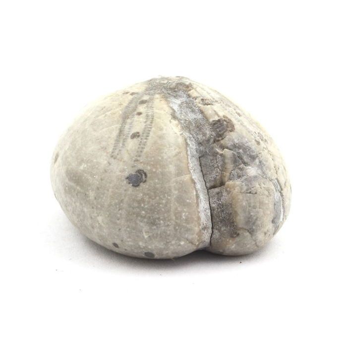 Oursin Fossile - Pierres et Minéraux - Toxaster Amplus - 127.15 ct - Certificat d'authenticité - Claix, Isère