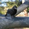 1Pcs Simulated Black Feather Crow Halloween Decoration for Home Halloween Party Haunted House Ornament Prop Party Supplies