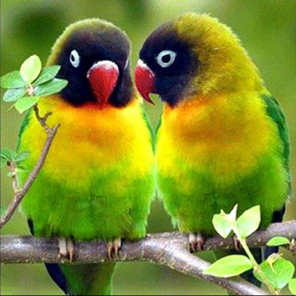 5D DIY Diamond Painting  Animal Parrot Owl Bird Cross Stitch Full Drill Diamond Embroidery Mosaic Art Picture Rhinestones Decor