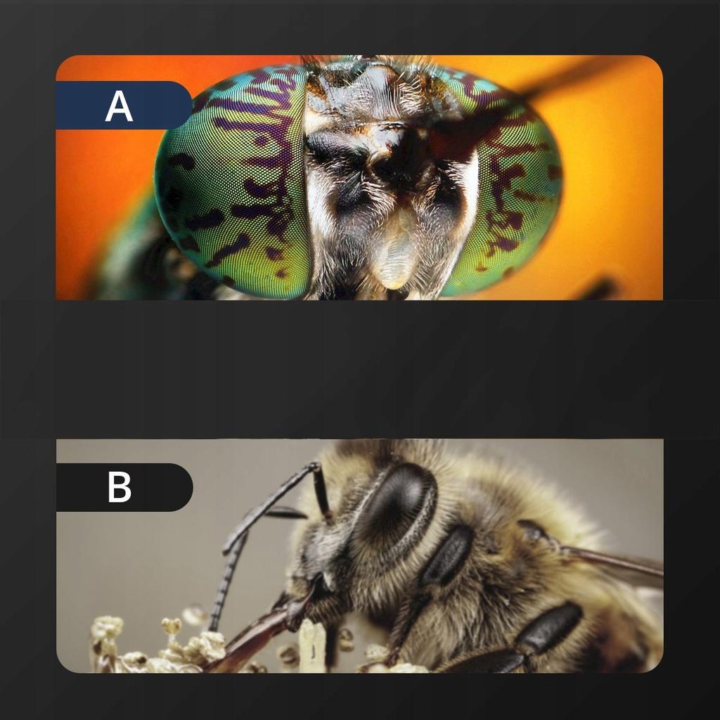 DIGITALES MIKROSKOP 4,3" PC MacOS WINDOWS 1000x USB