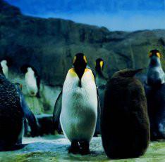 

7inch Record RASHINBAN - Rago WPC68394 WEA Japan, A.K. 1997 US Japanese Pop/Rock Used