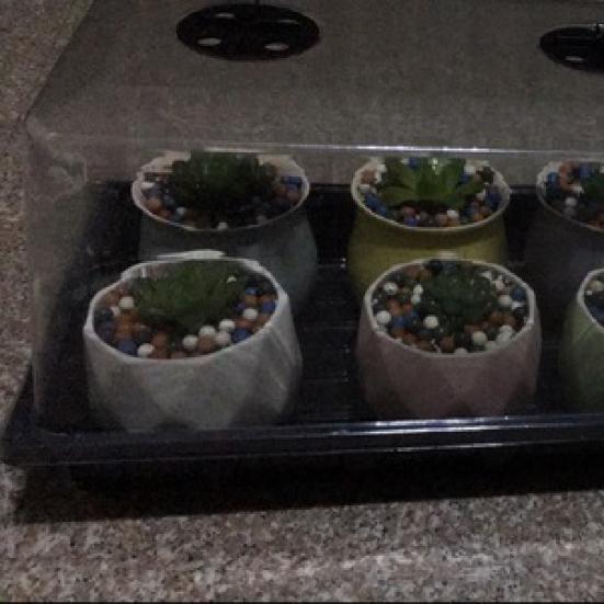 Germination Tray Transparent Cover Eco-friendly PP Flower Nursery Pot for Succulent