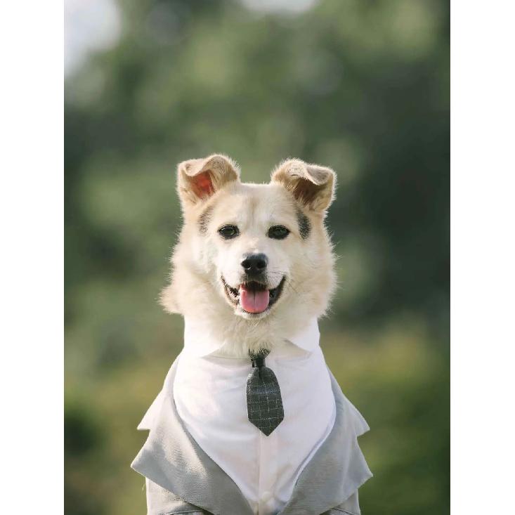 Elegant Pet Dog Suit Coat Puppy Wedding Suit Fake Two Pieces Cute Puppy Suit with Tie Dog Costume for Small Medium Large Dogs