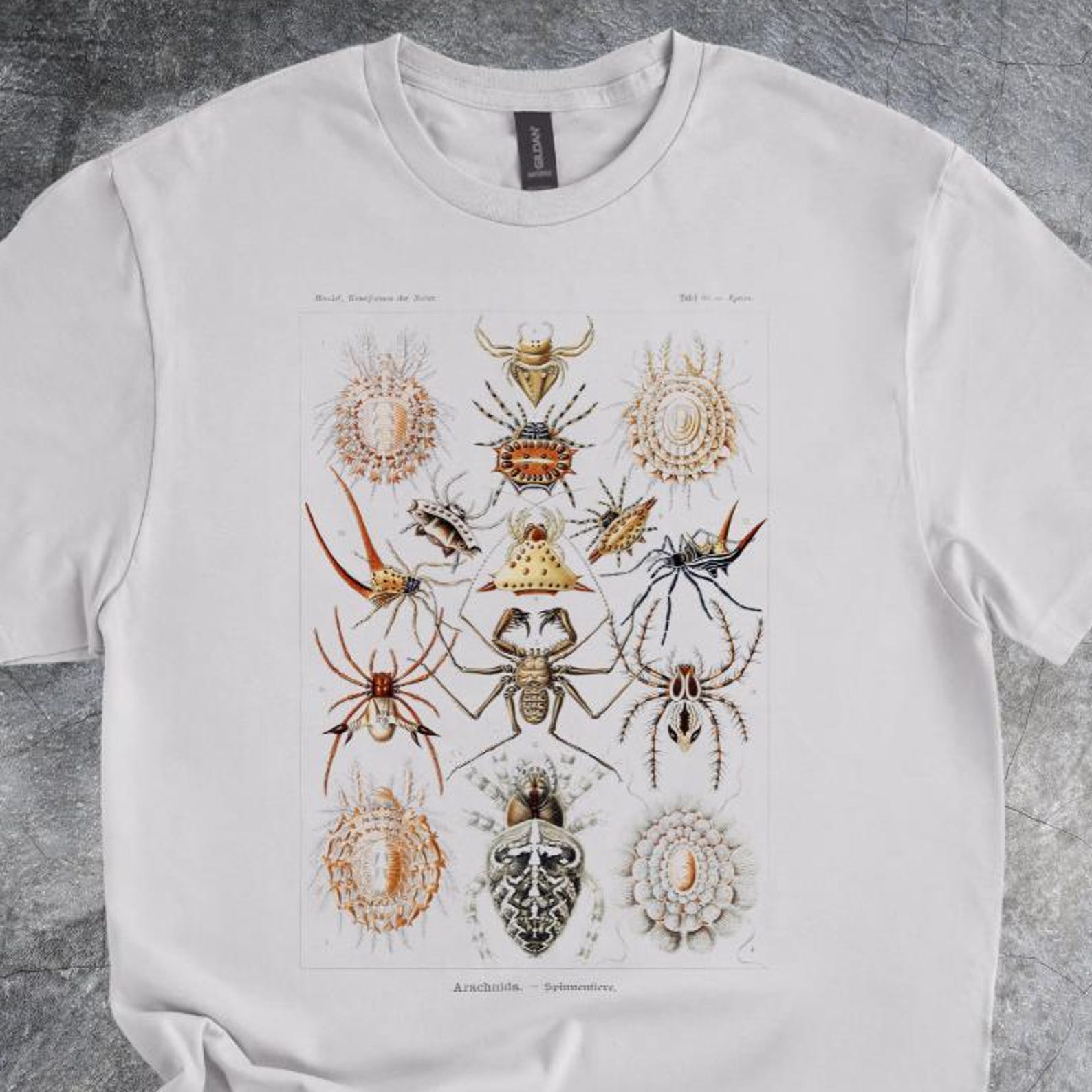 Spiders Illustration Shirt Vintage Species Chart Arachnid Artwork Nature Graphic Tee Tshirt Gray 140