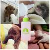 4pcs/set Bite Resistant Pet Milk Bottle Kits 60ml Cat Nipple Bottle  For Hamster Puppy Rabbits